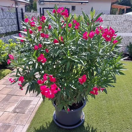 Harom Testver Feriehus Siófok